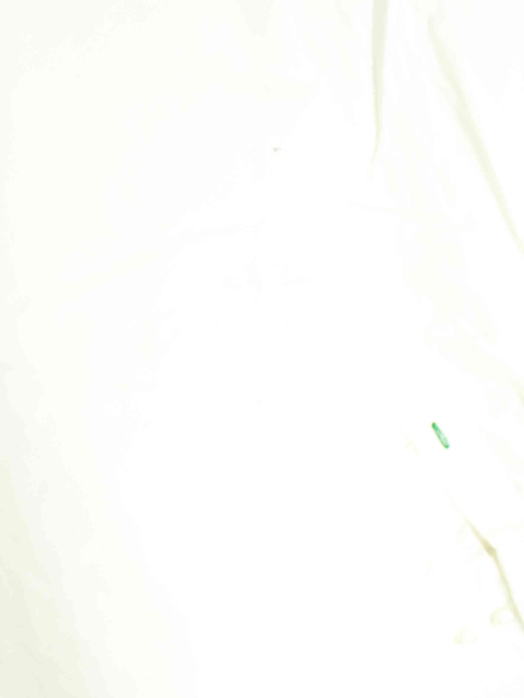 Tommy Hilfiger 00s Embroidered Hemd Weiß XL (detail image 6)